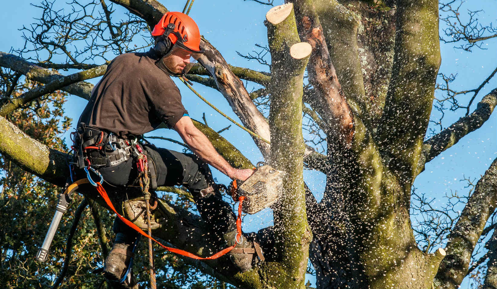 Tree Health, Tree Happiness: Your Tree Service Specialist